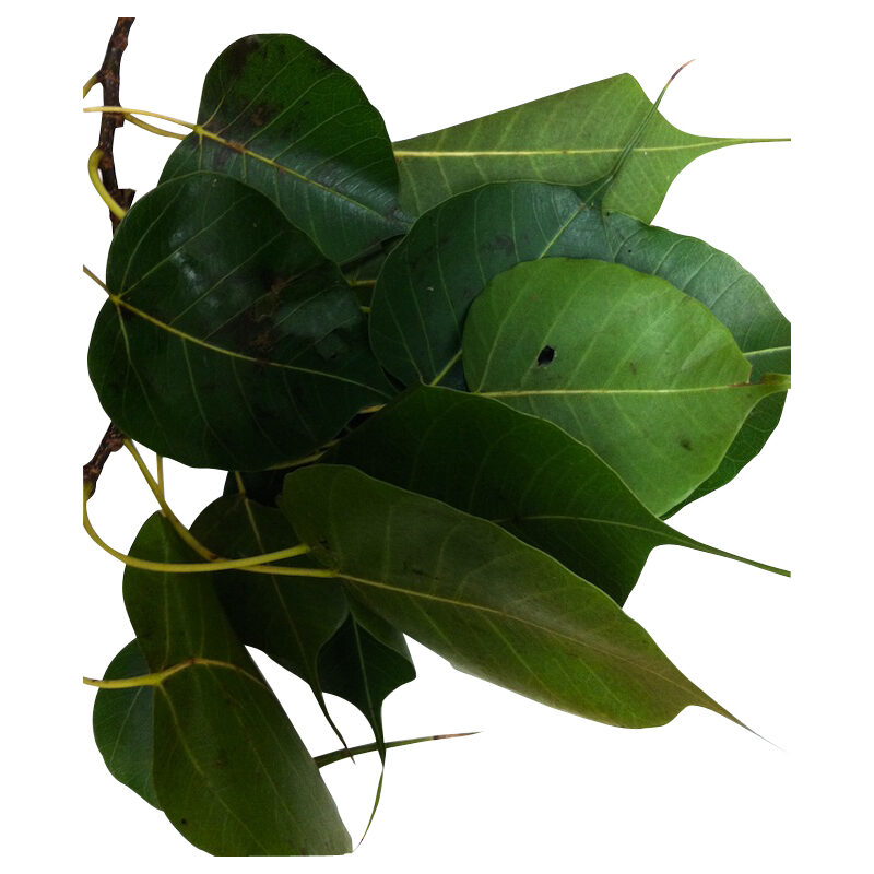 Alamo fresh herb 62630