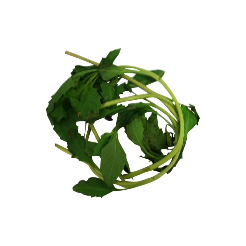 Amansa guapo fresh herb 93684