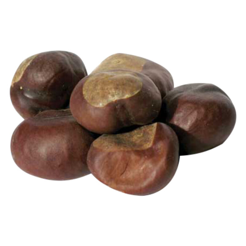 Buckeye magical herb 54049