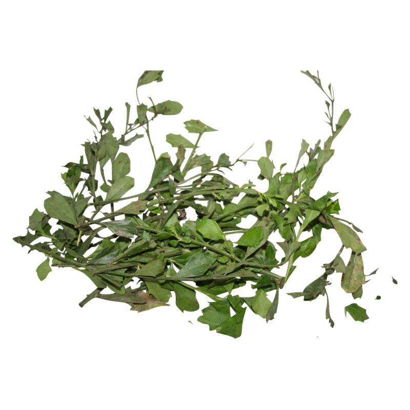 Espanta muerto fresh herb 93981