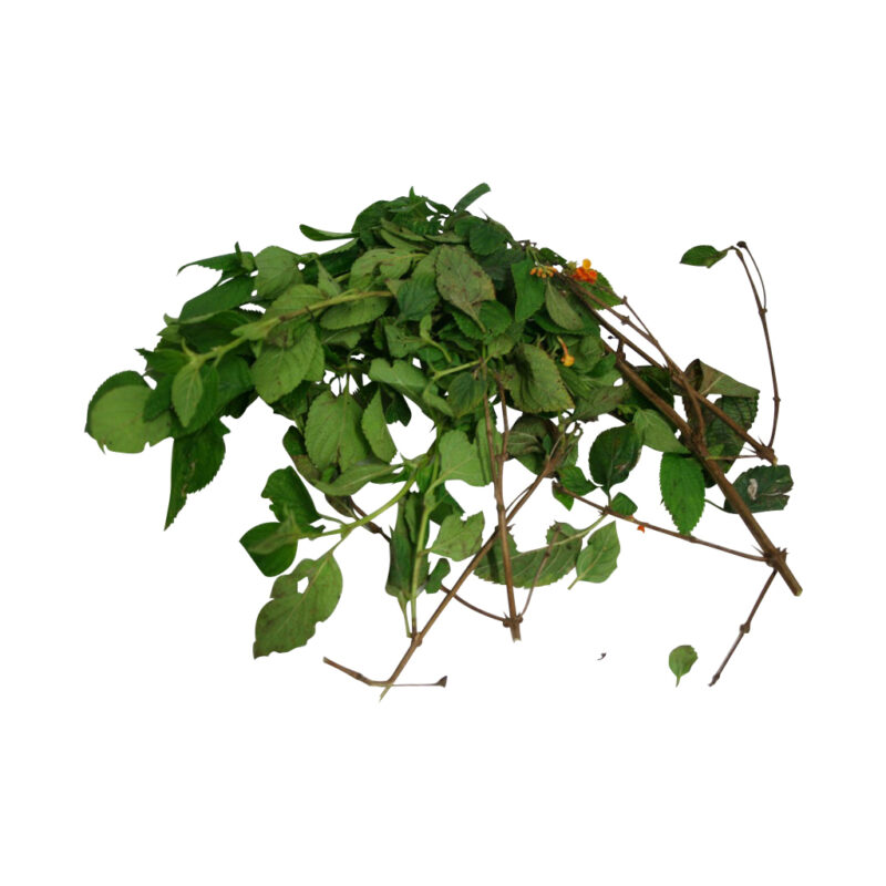 Fresh abre camino fresh herb 30429