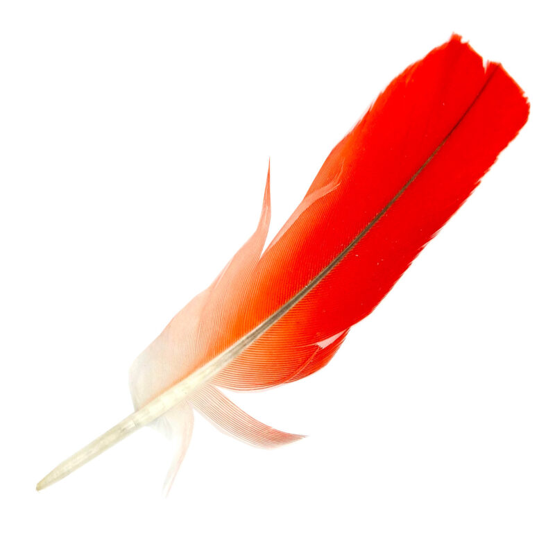 Pluma de loro gray parrot feather