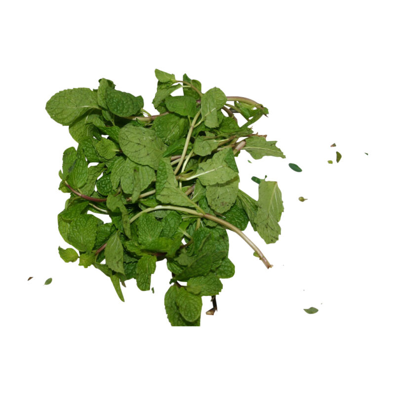 Yerba buena fresh herb 26907